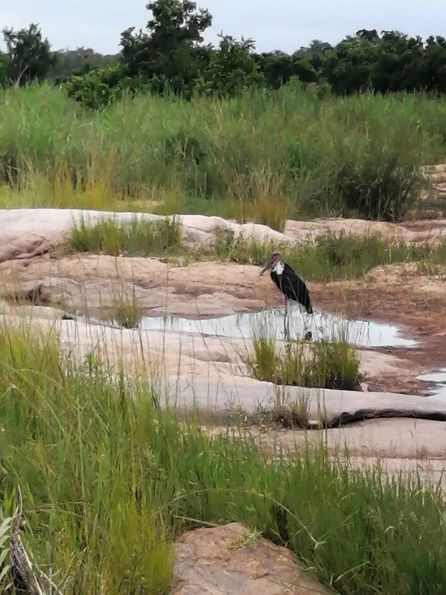  Khaya Ndlovu Game Reserve