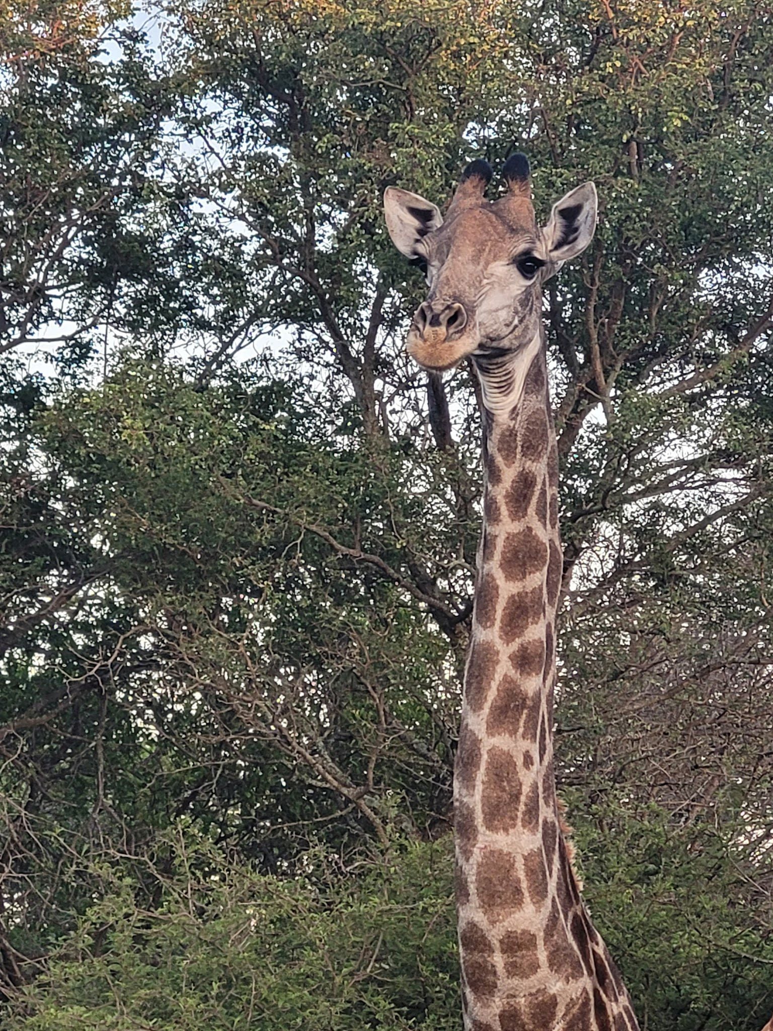  Khaya Ndlovu Game Reserve