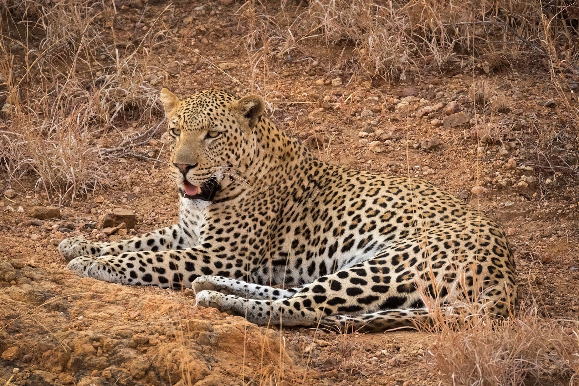  Khaya Ndlovu Game Reserve