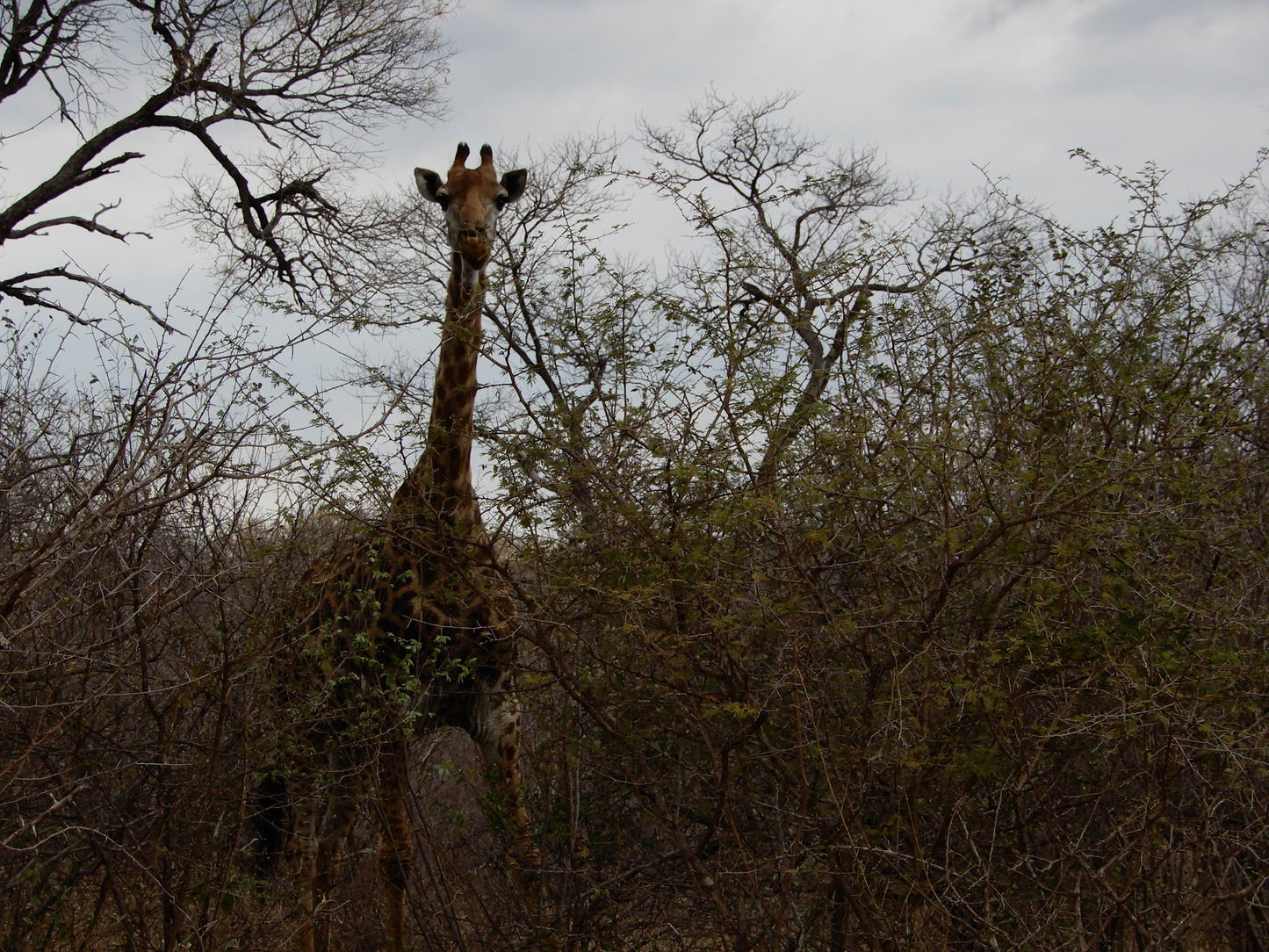  Khaya Ndlovu Game Reserve