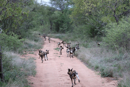  Khaya Ndlovu Game Reserve