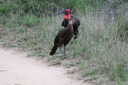  Khaya Ndlovu Game Reserve