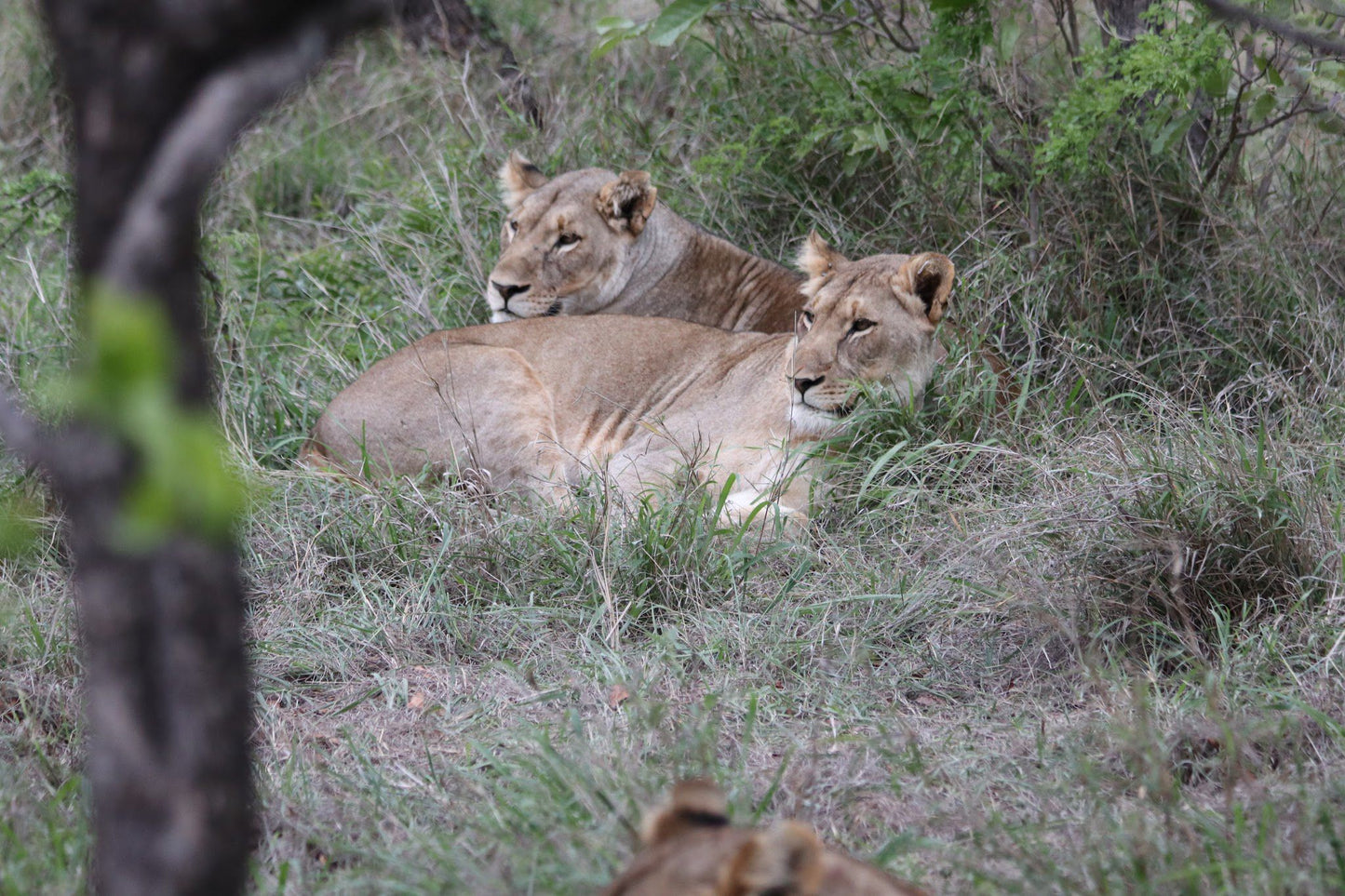  Khaya Ndlovu Game Reserve