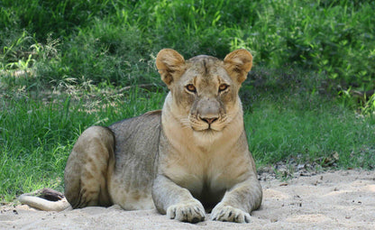  Khaya Ndlovu Game Reserve