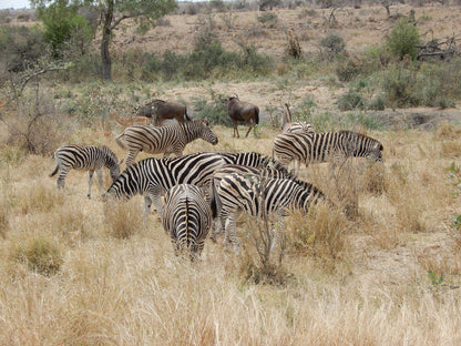  Khaya Ndlovu Game Reserve