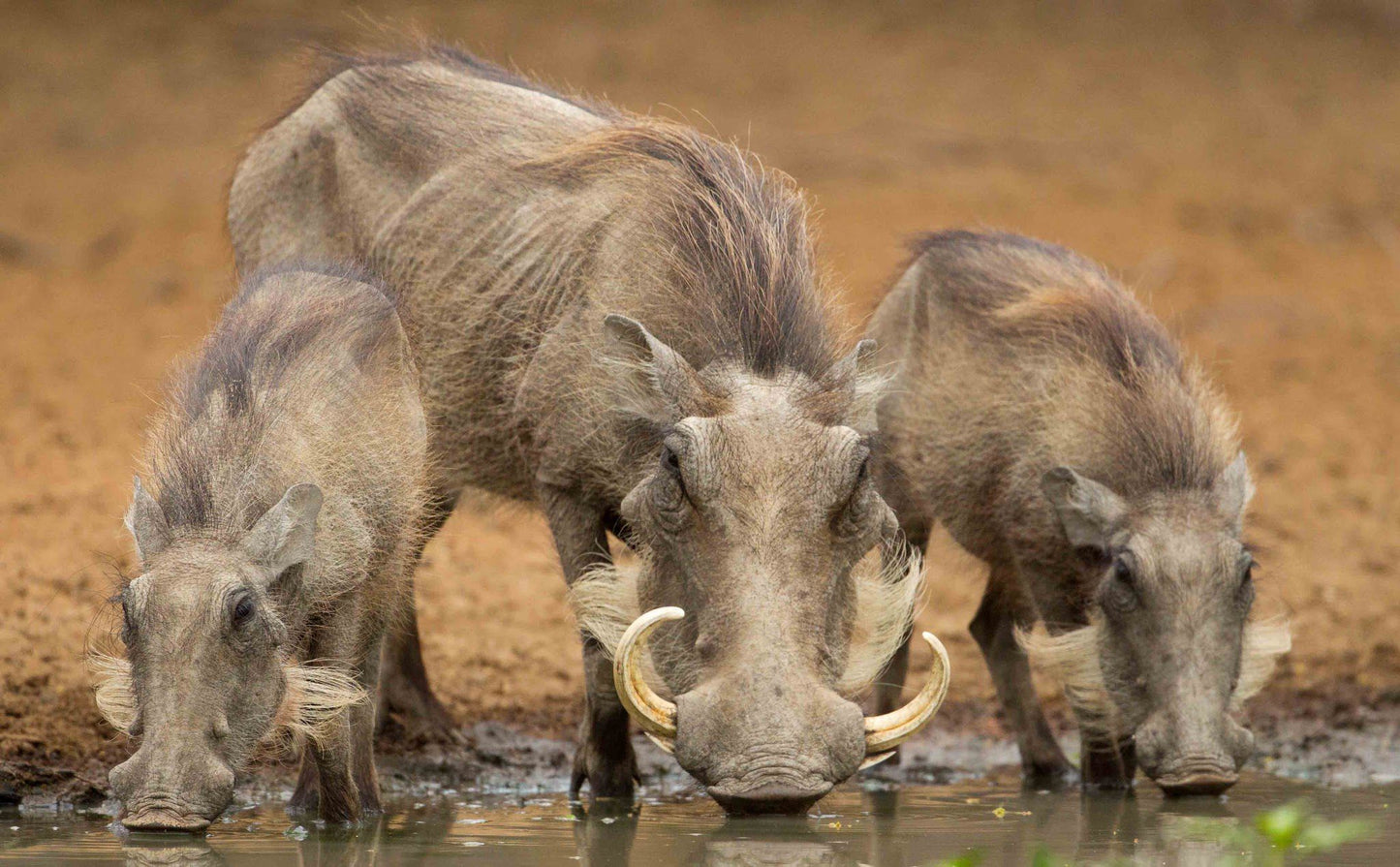  Khaya Ndlovu Game Reserve