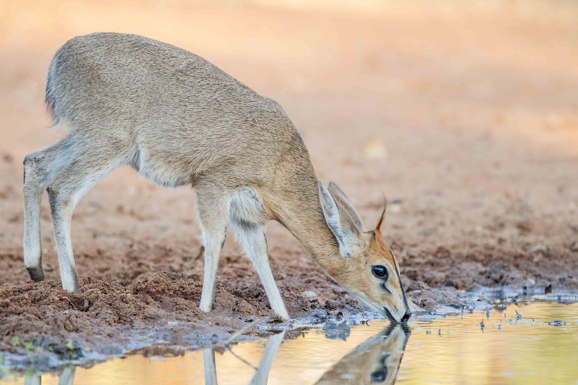  Khaya Ndlovu Game Reserve