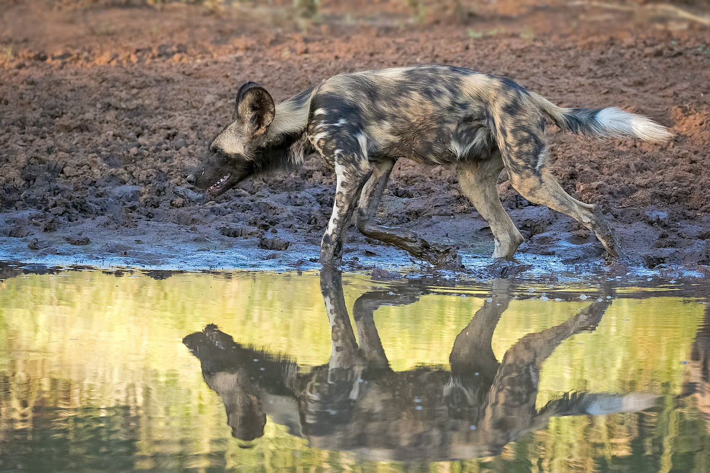  Khaya Ndlovu Game Reserve