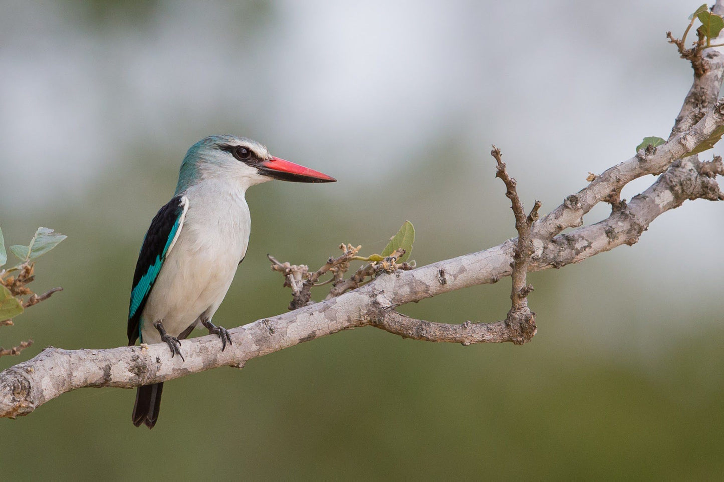  Khaya Ndlovu Game Reserve