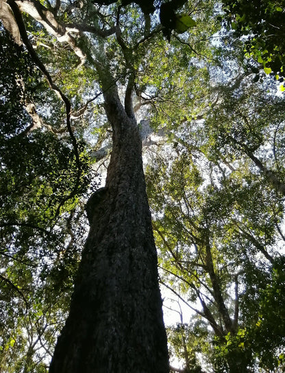  King Edward VII/ Diepwalle Big Tree