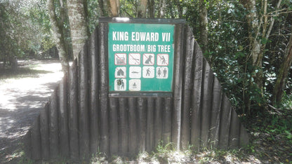  King Edward VII/ Diepwalle Big Tree