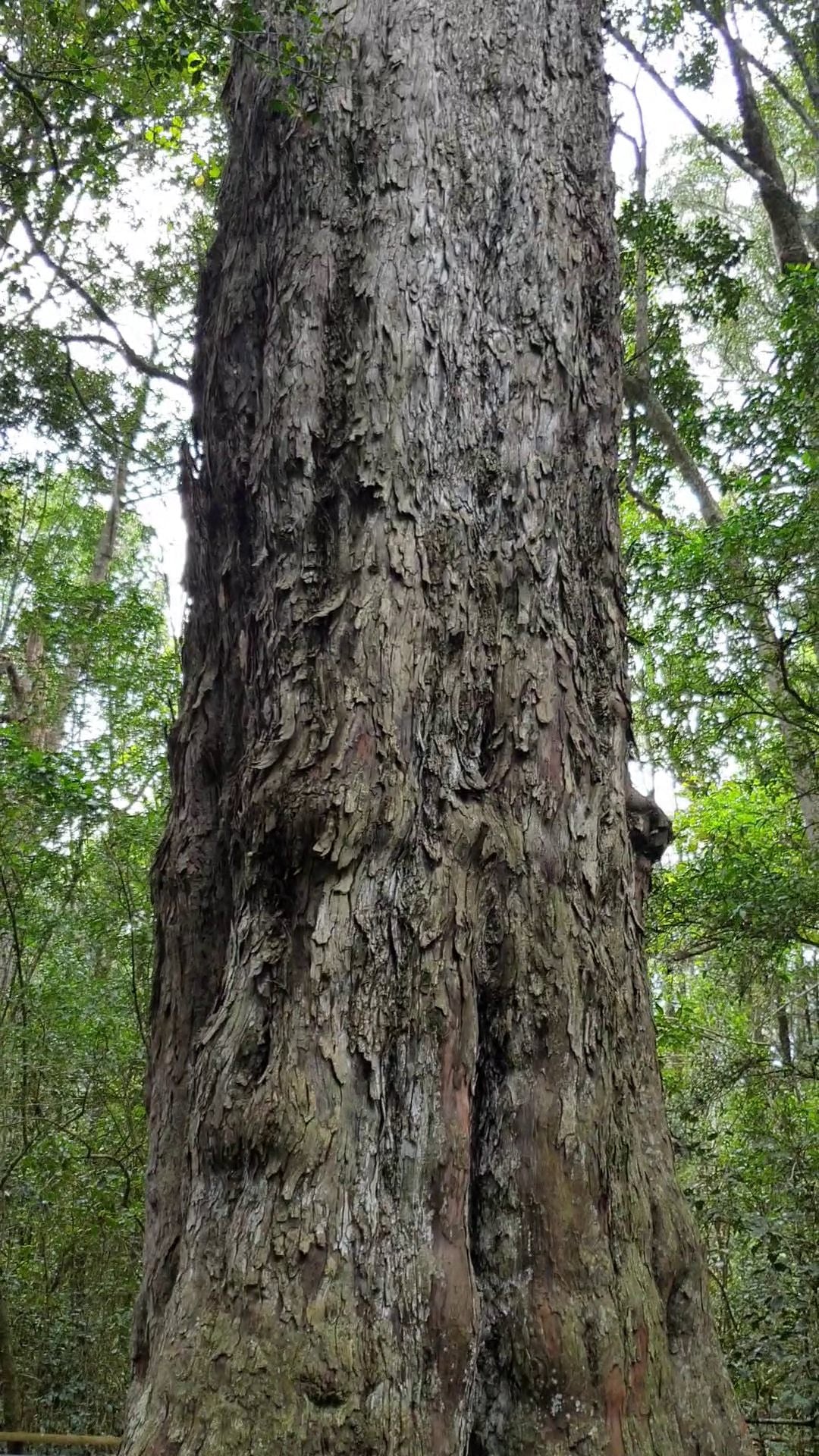  King Edward VII/ Diepwalle Big Tree