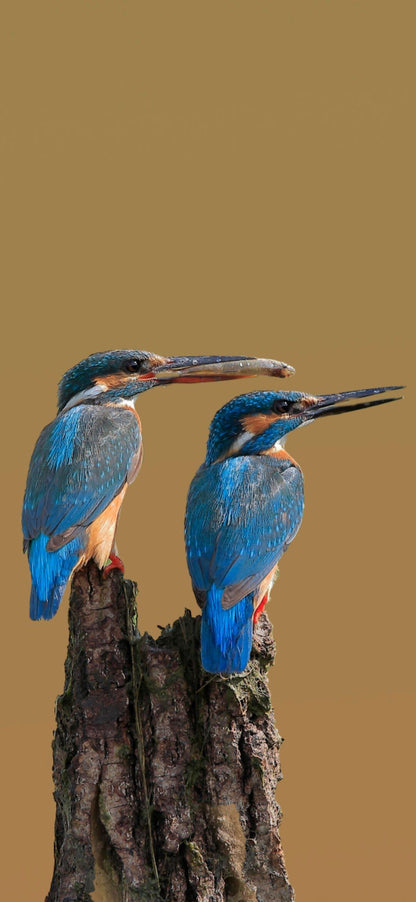  Kingfisher Bird Sanctuary