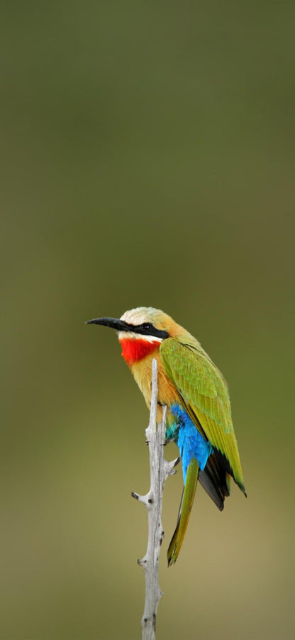  Kingfisher Bird Sanctuary