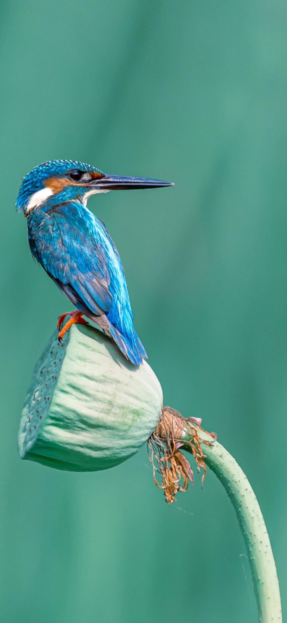  Kingfisher Bird Sanctuary