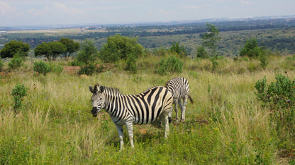  Klapperkop Nature Reserve