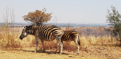  Klapperkop Nature Reserve