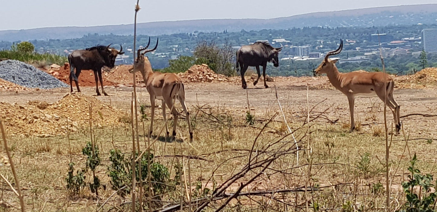  Klapperkop Nature Reserve