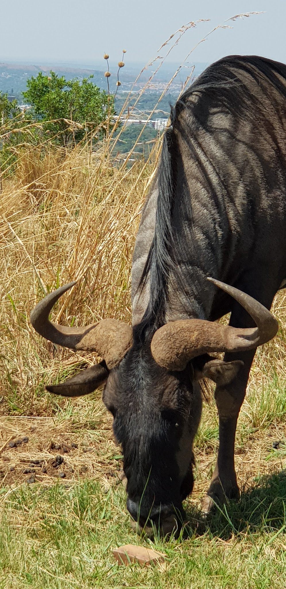  Klapperkop Nature Reserve