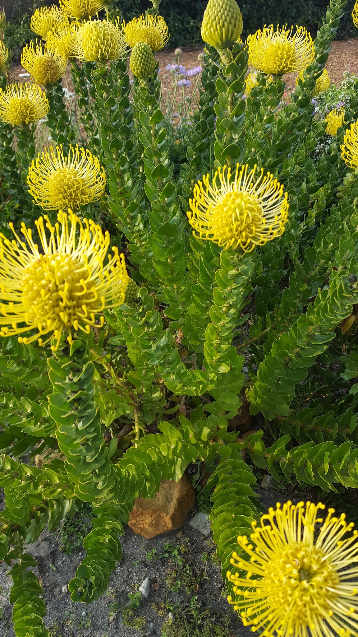 Kleinmond Coastal Walkway