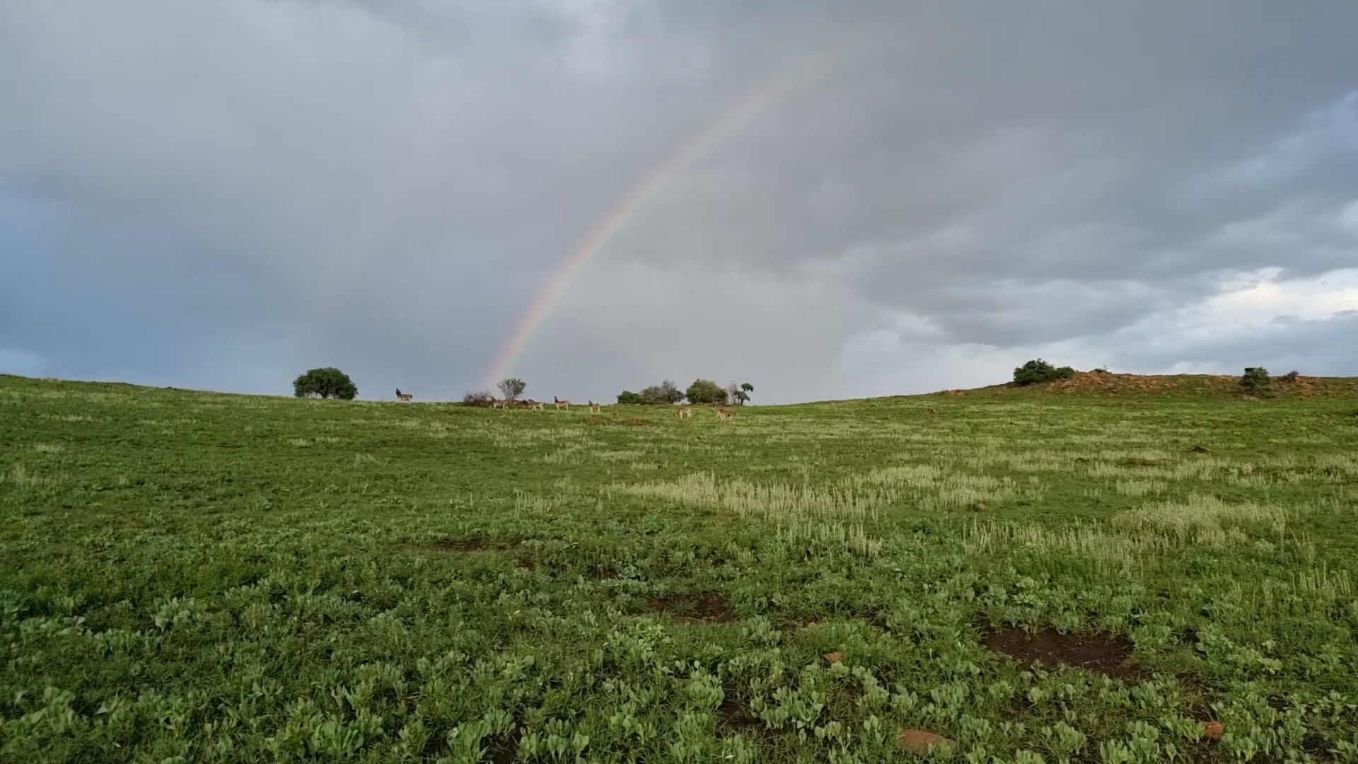  Klipriviersberg Nature Reserve (Back Entrance)