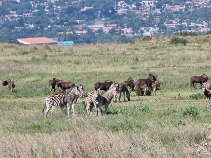  Klipriviersberg Nature Reserve (Back Entrance)