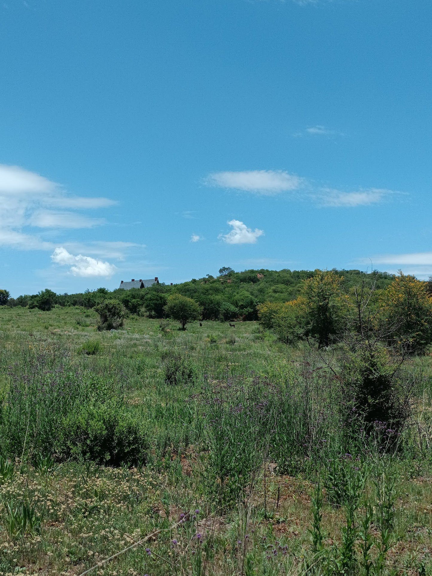  Klipriviersberg Nature Reserve (Back Entrance)