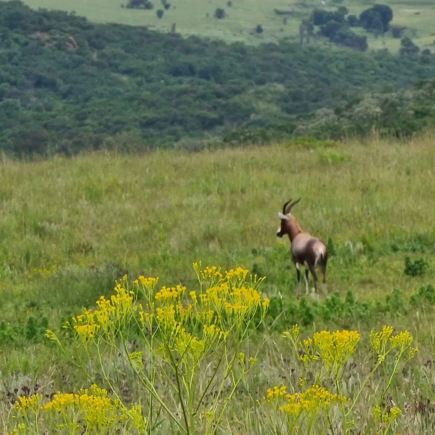  Klipriviersberg Nature Reserve