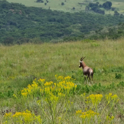  Klipriviersberg Nature Reserve