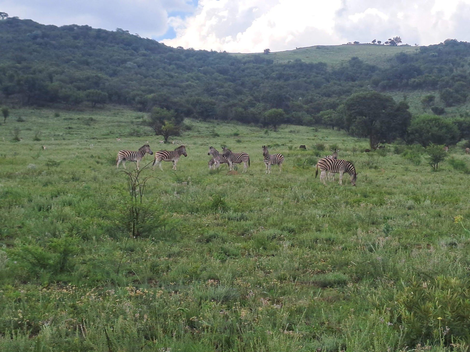  Klipriviersberg Nature Reserve