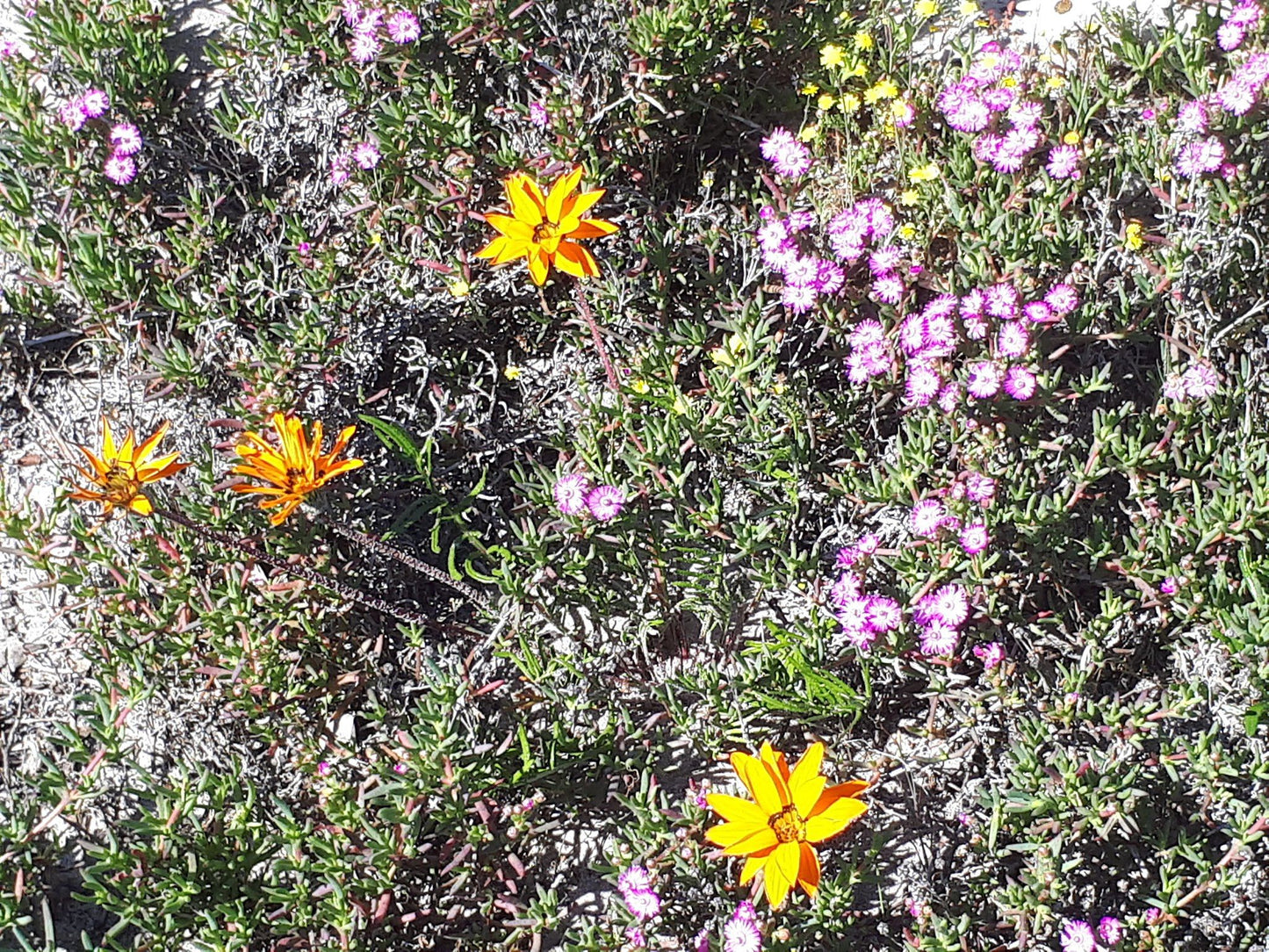  Koeberg Nature Reserve