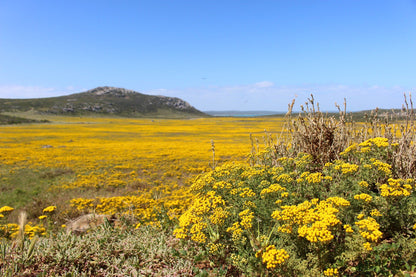  Koeberg Nature Reserve