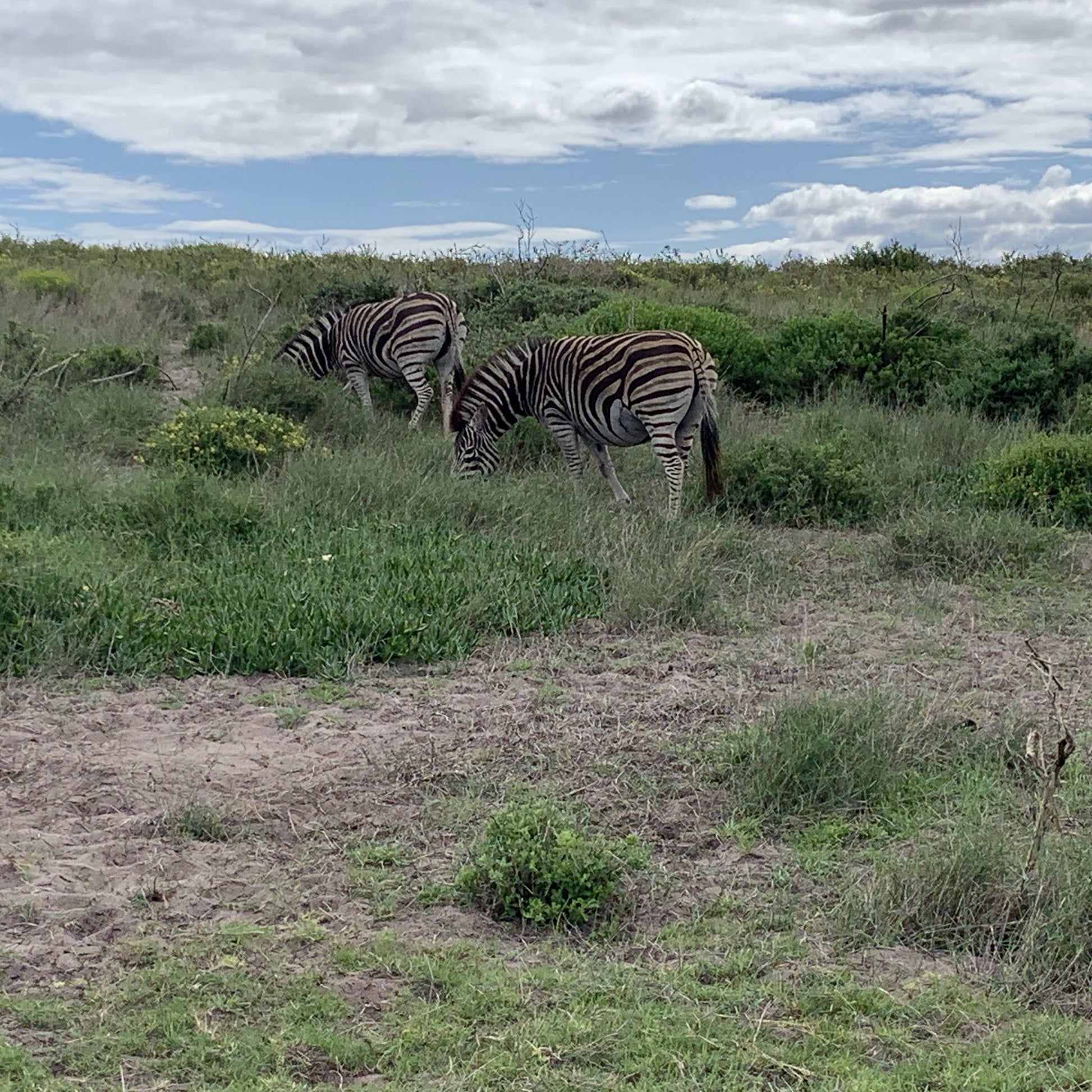  Koeberg Nature Reserve