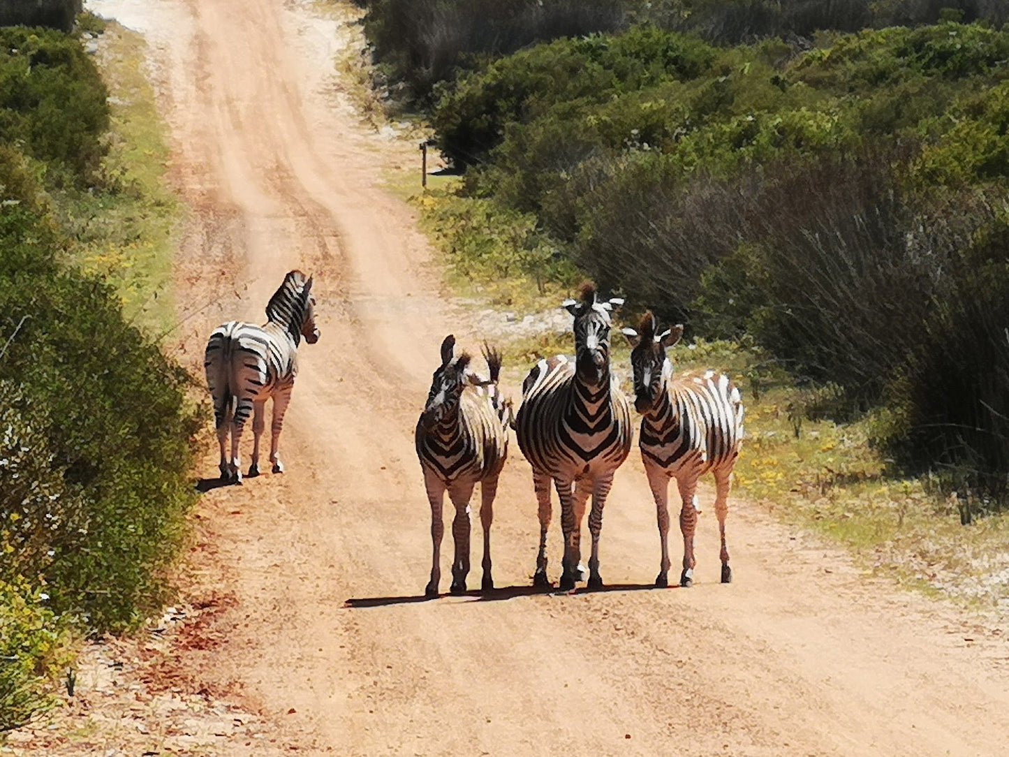  Koeberg Nature Reserve