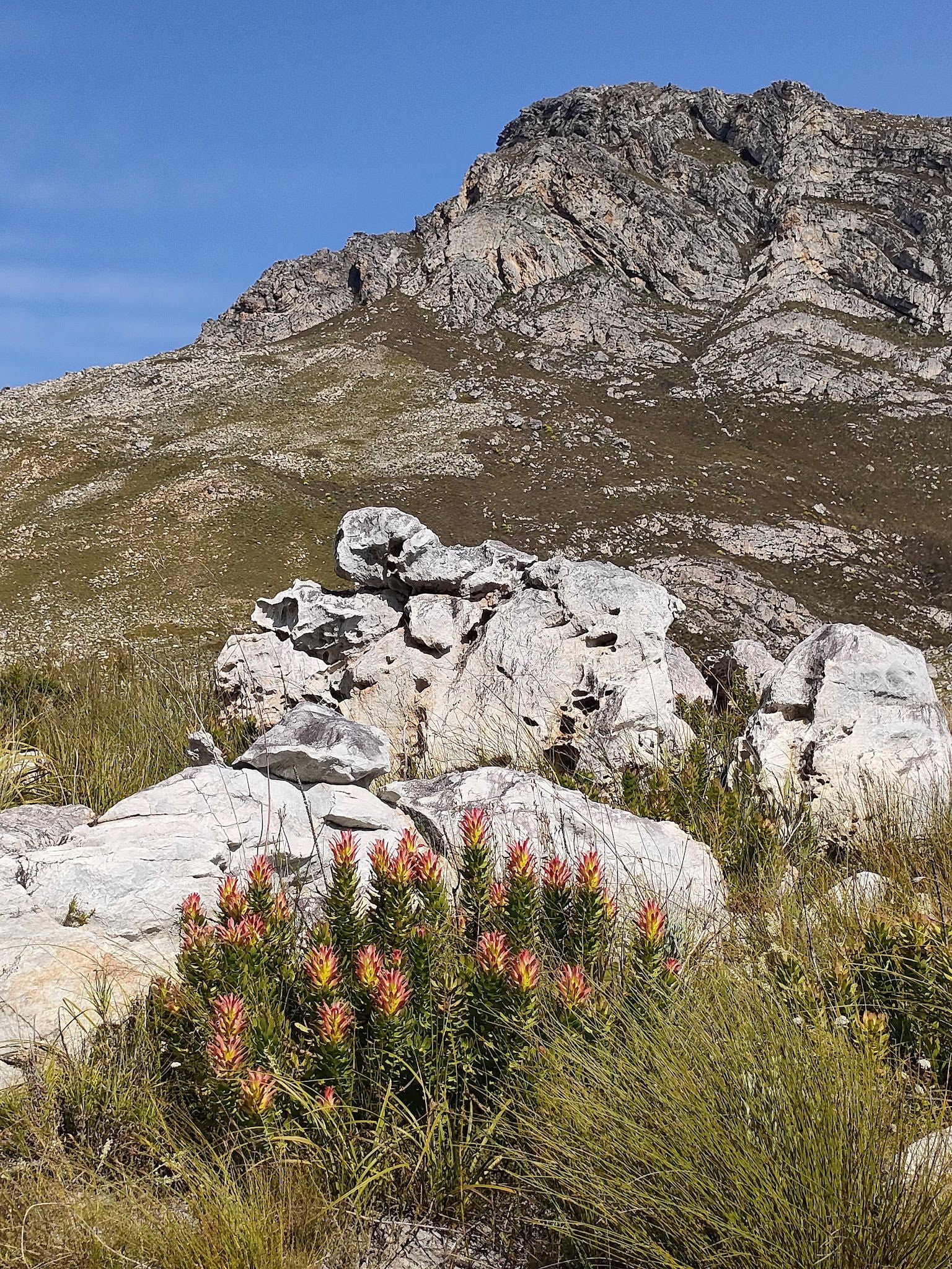  Kogelberg Nature Reserve