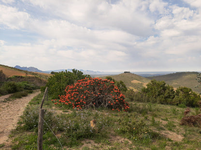  Koopmanskloof Winery