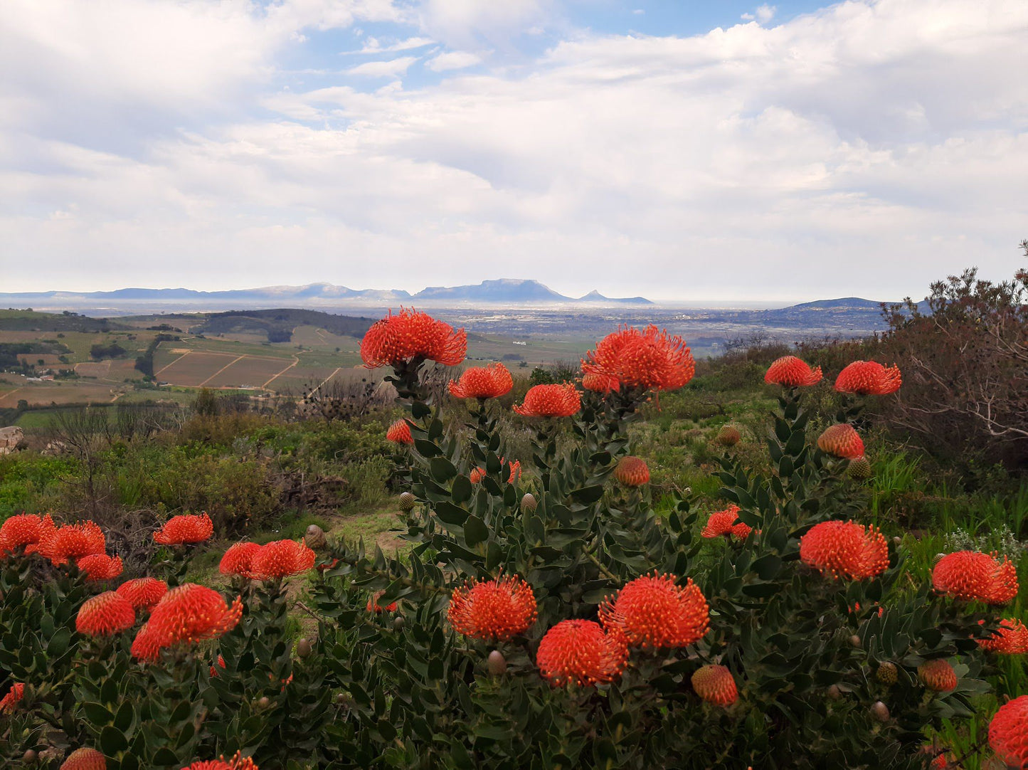  Koopmanskloof Winery