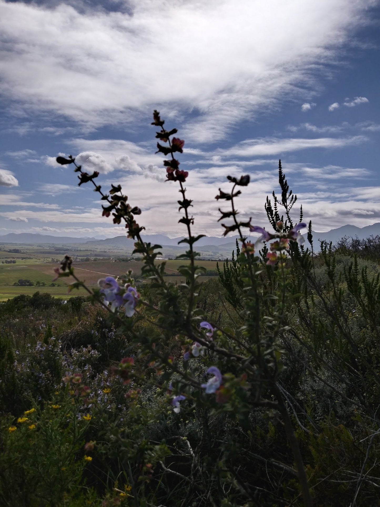  Koopmanskloof Winery