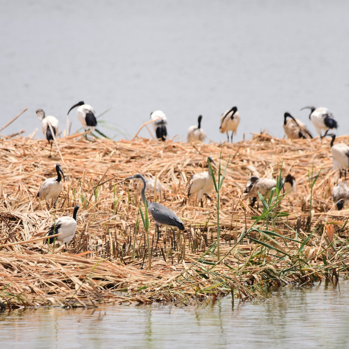  Korsman Conservancy