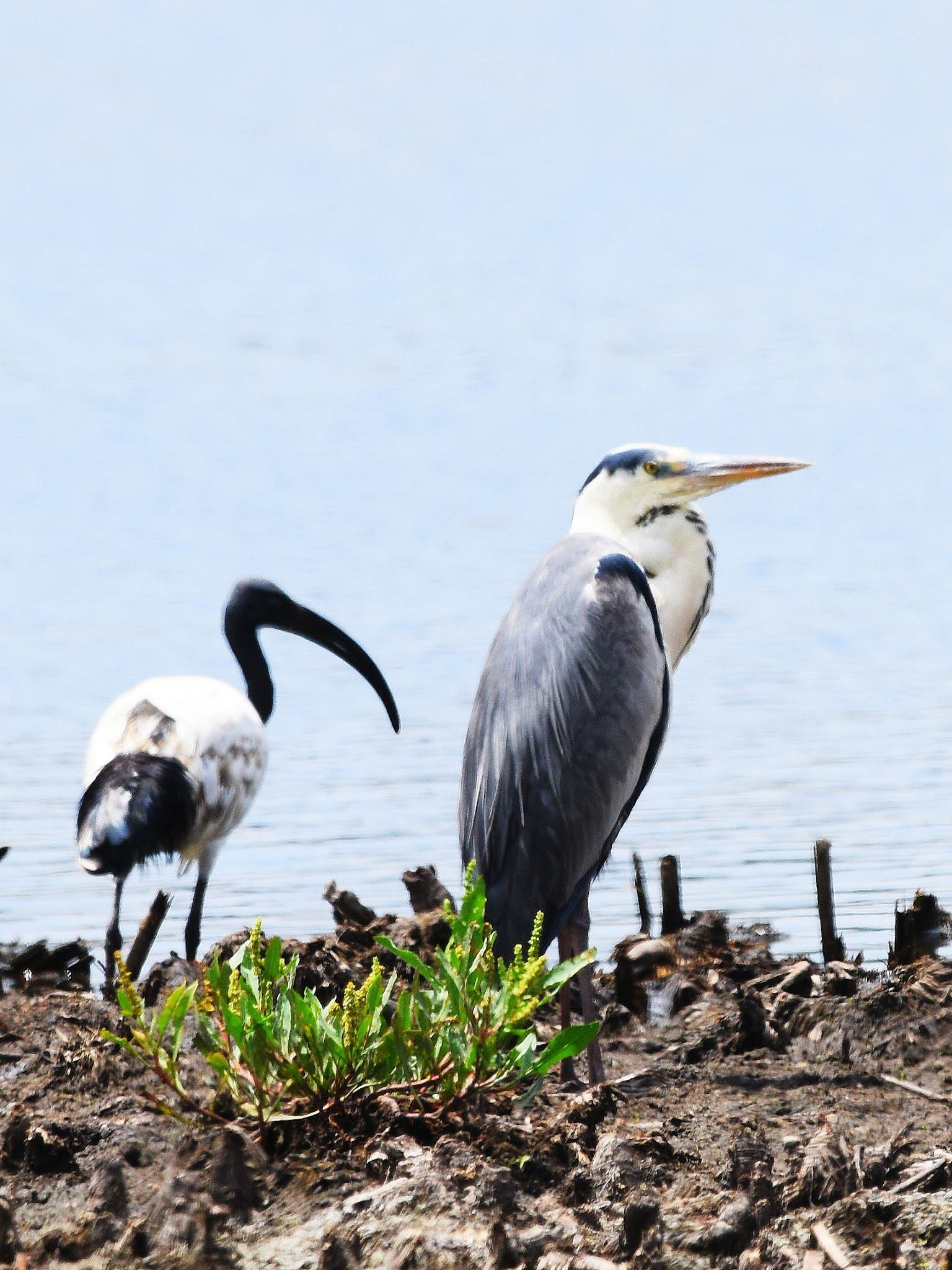  Korsman Conservancy