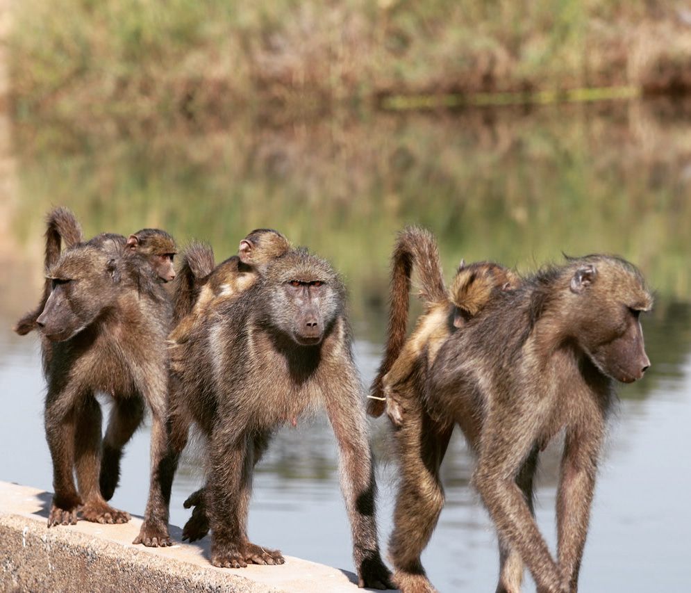  Kruger National Park