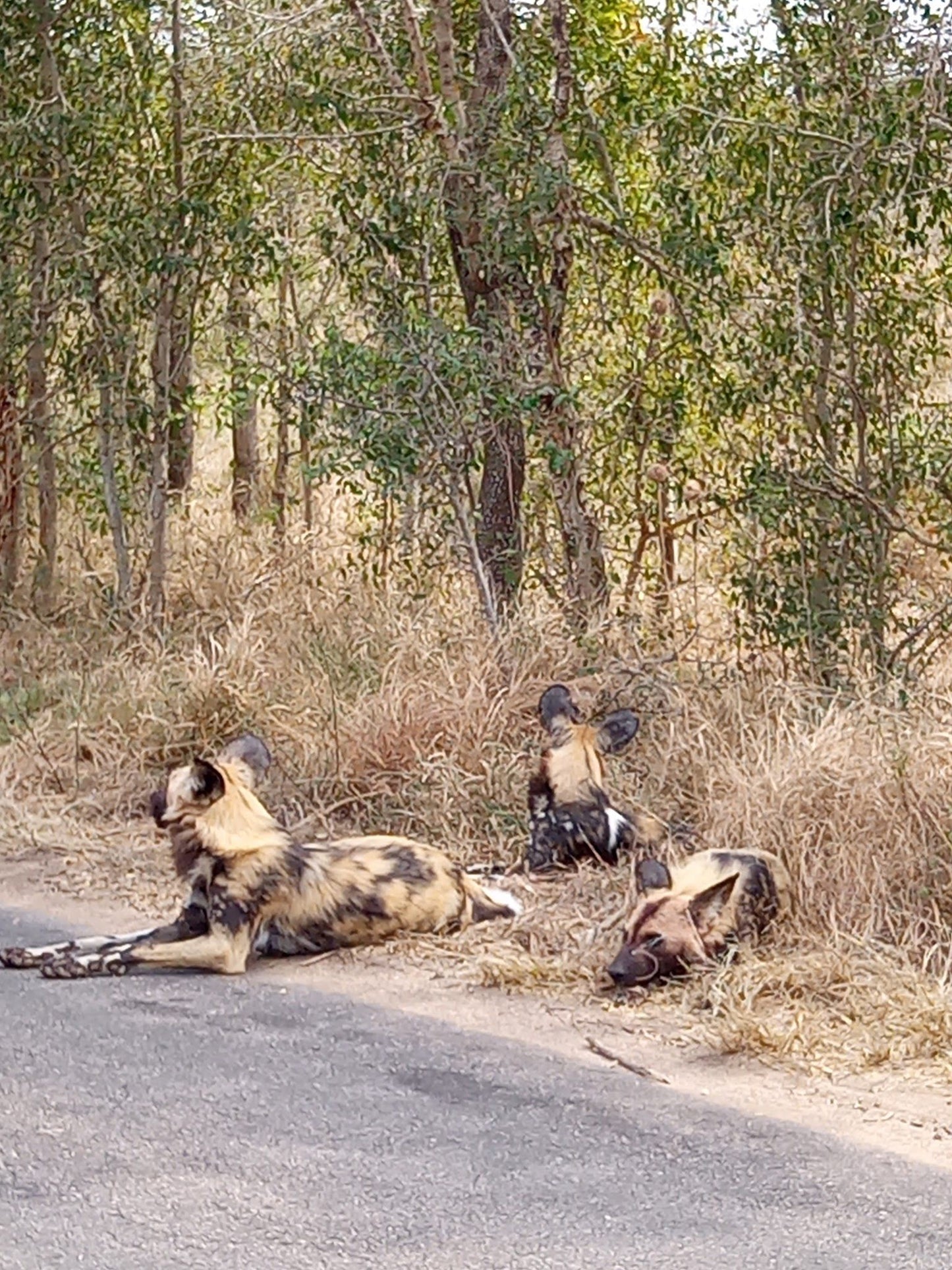  Kruger National Park