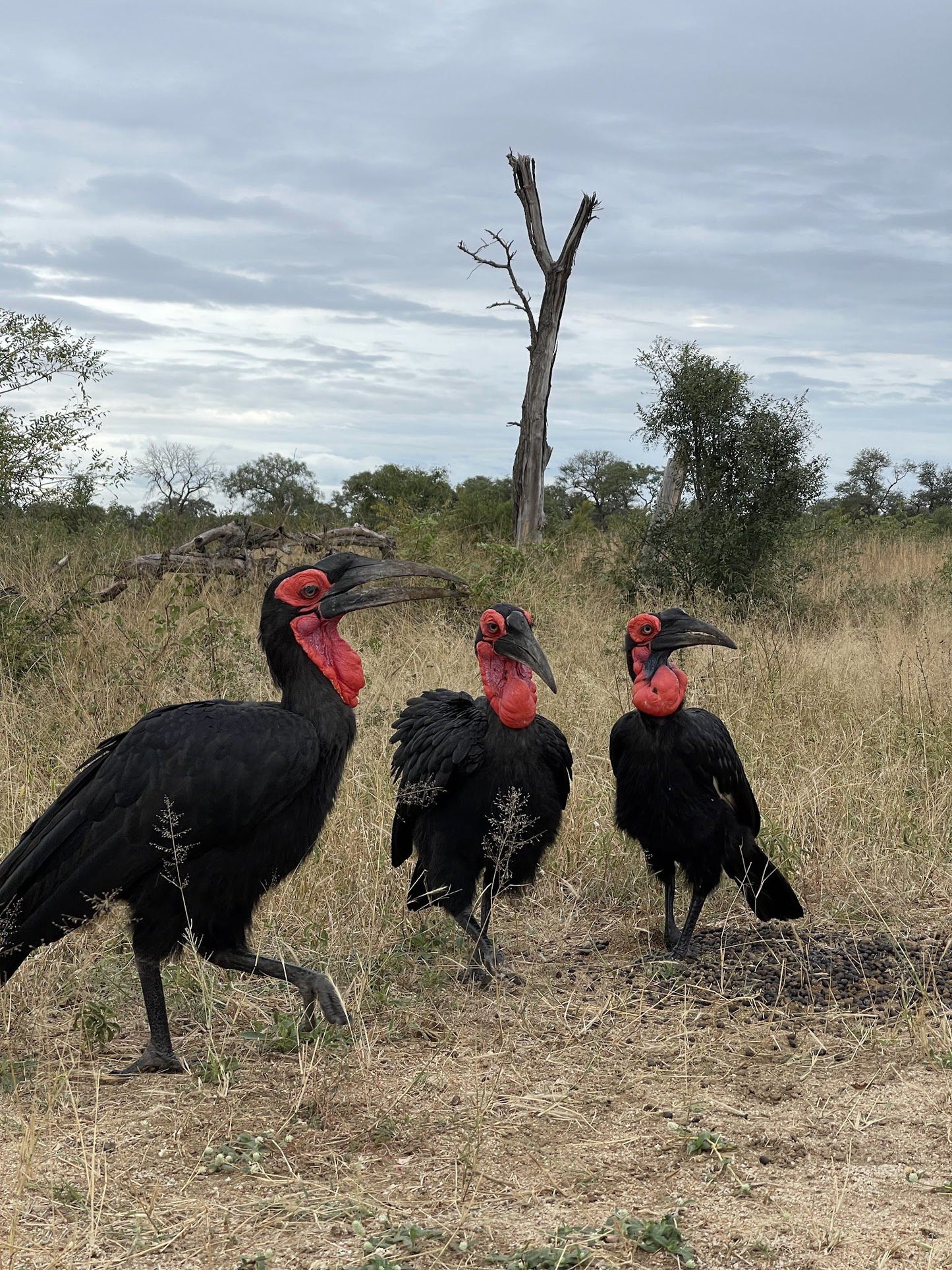  Kruger National Park