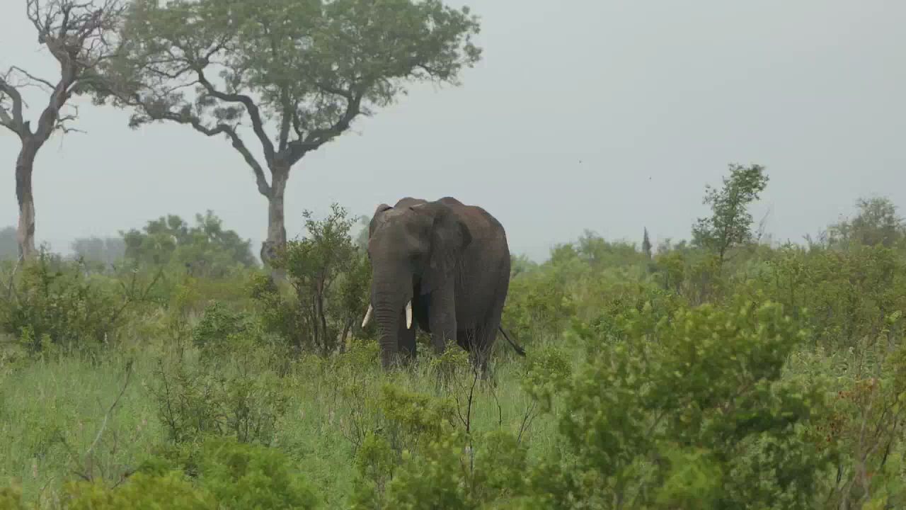  Kruger National Park