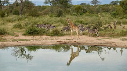  Kruger National Park