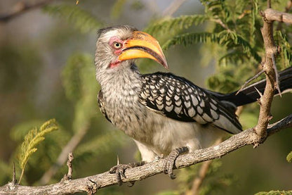  Kruger National Park