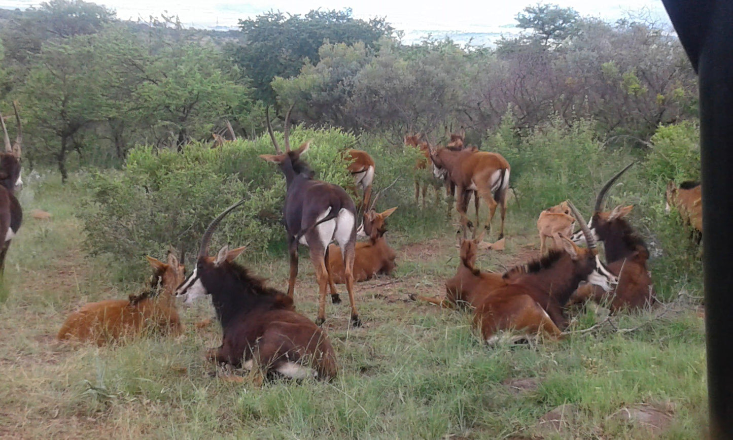  Kudu Private Nature Reserve