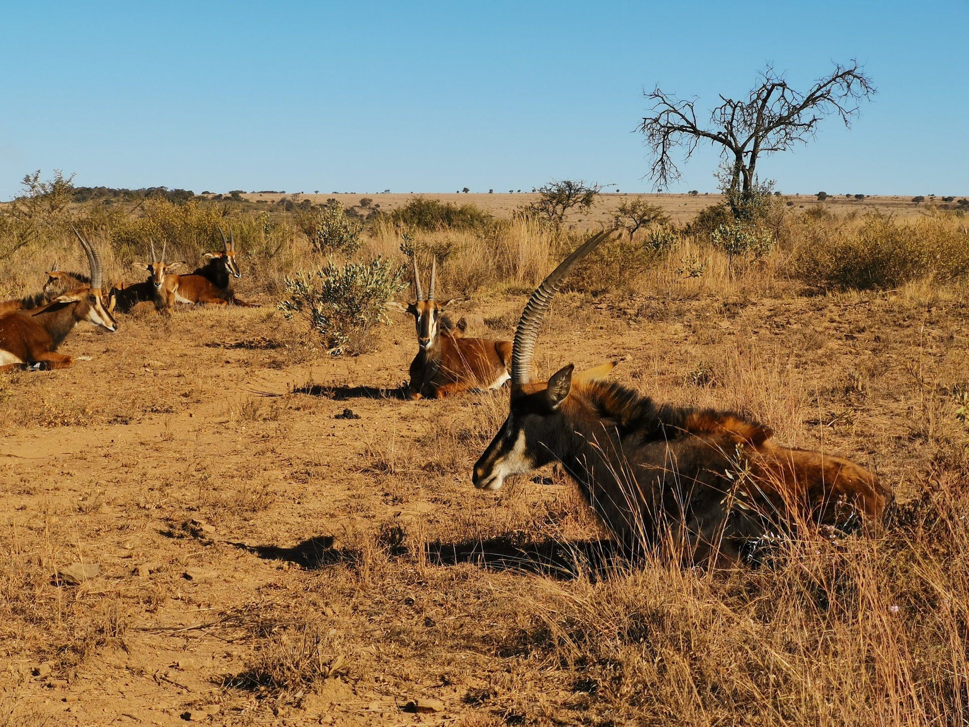  Kudu Private Nature Reserve