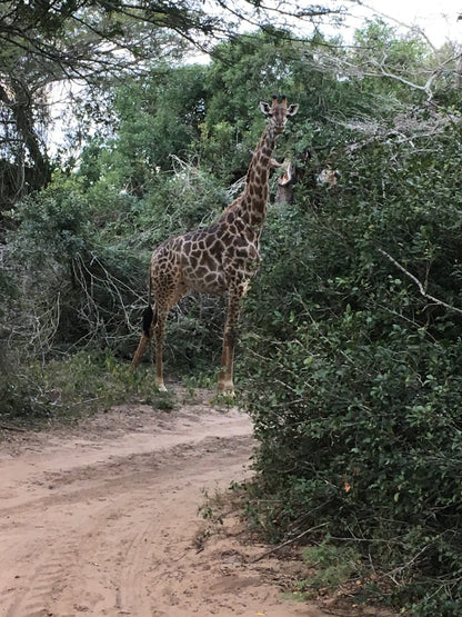  Kuleni Game Park