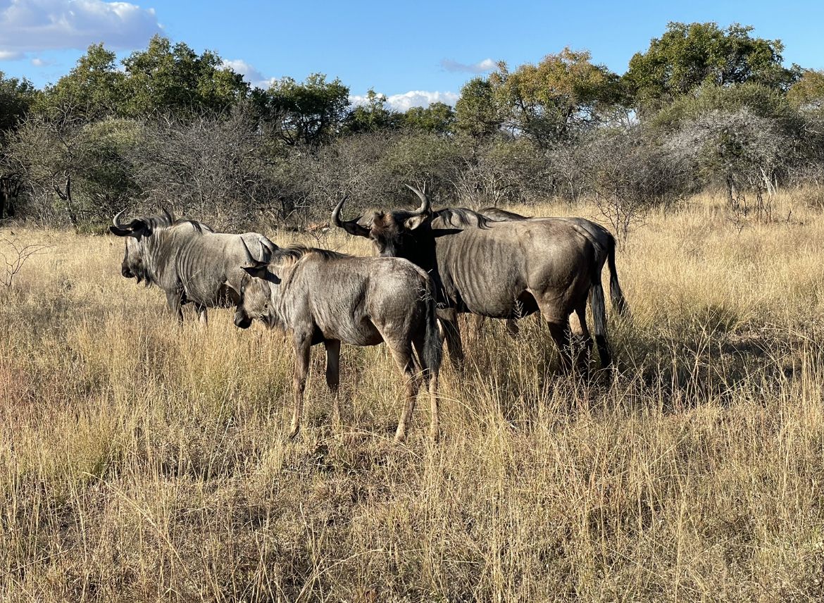  Kwalata Game Lodge in Dinokeng Game Reserve